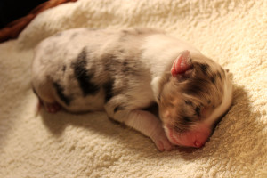 Fenka, zbarvení Blue merle.